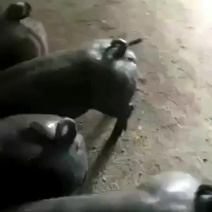 苏太母猪耐粗饲料，包健康包成活全国各地包邮