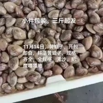 黄蚬子