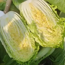 黄心大白菜净菜。
