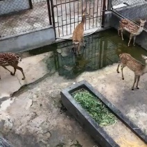 梅花鹿肉，新鲜现杀，质量有保证，顺丰包邮。