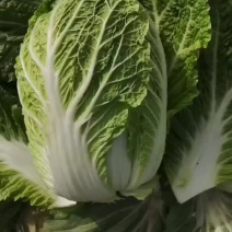 白菜