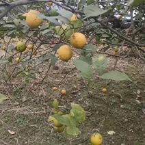 四川宜宾优力克三级果