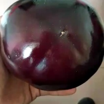 精品山东快园园茄子大量出售保质保量货源充足