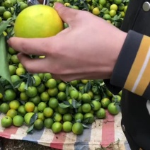 红江橙