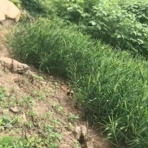广西田林生姜，大肉姜，白口姜，量大批发，价低！！
