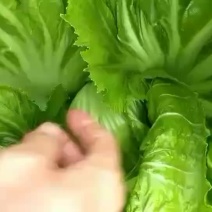 芥菜