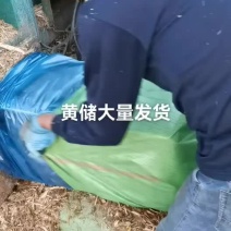 普通玉米秸秆打包青储