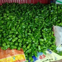 商河县圆椒一手货源产地直供品质保证欢迎来电咨询