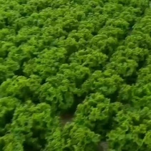 精品花叶生菜，油麦菜