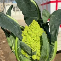 宝塔菜花