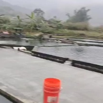 贵州冷水鲈鱼
