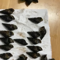 淡水扭螺