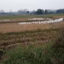 鹅