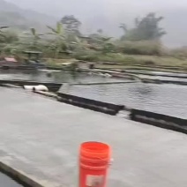全生态冷水鲈鱼