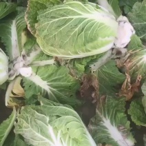 黄心白菜