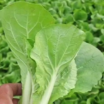 奶白菜