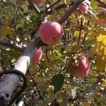 宁夏苹果红富士