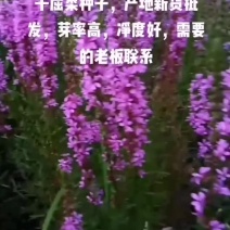 千屈菜种子