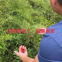 中华钙果苗当年挂果山西钙果苗基地直销。原产发货