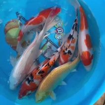 锦鲤
