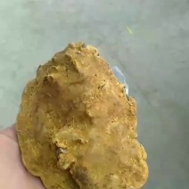 森林黄金桑黄