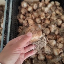 水仙花种球进口洋土培盆栽植物四季重瓣年宵花卉秋冬耐寒