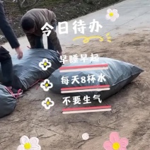 药用牡丹苗1年苗牡丹苗种植技术药用牡丹苗