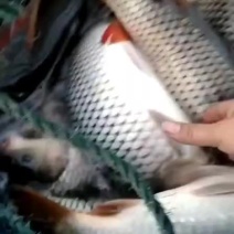 鲤鱼