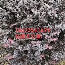 红继木小苗，红继木小苗工程专用苗，小区绿化用苗