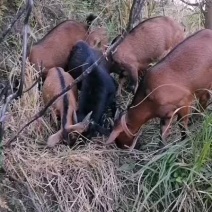 纯放养正宗黄山羊高品质