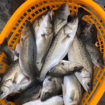 七星海鲈鱼，金鲳鱼