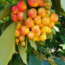 南方种植黄水晶车厘子大樱桃苗自花授粉品种