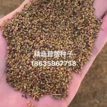 苜蓿种子，苜蓿，精选货，发芽率一级货，净度发芽率高