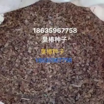 臭椿种子，产地直销，精选优质新货，净度高