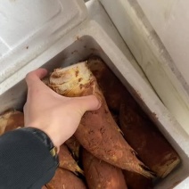 红泥冬笋