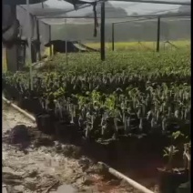正中广东茂名电白椅南树苗旺旺的一种下去，就活了杠杠的。