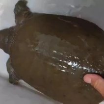 正宗土甲鱼