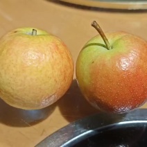甘肃苹果梨