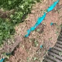 本地香菜大量上市中，支持整车发货，散装加冰🧊。
