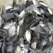 场地直销大量供应，吉富罗非，青路罗非，宝路罗非，脆肉罗非