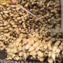 采用优质农家肥，种出的莲藕又大又圆又白，优质莲藕