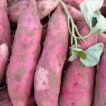 红薯白心红薯精品红薯小网袋箱装精品大吨位供应
