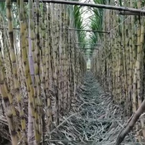 英德青皮甘蔗倒地都是3米以上的每条都是8斤左右
