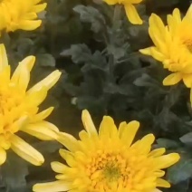 菊花鲜切花