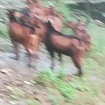 肉羊阉公羊，黑黄麻羊。