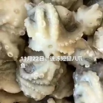 八爪鱼
