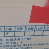 开背巴沙鱼七八九十条