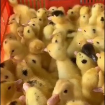 白鸭苗m18鸭苗优质白羽鸭苗出壳苗一点黑鸭苗出厂必打疫苗