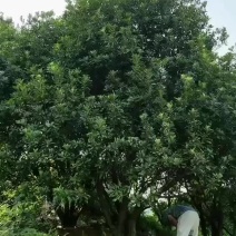 杨梅树，，大量出售低价扬梅树，，，，，，，