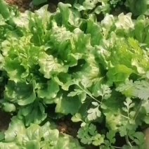 圆生菜